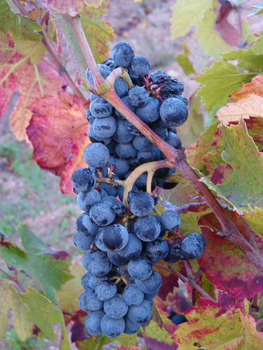 Odrůda Gammay typická pro Beaujolais