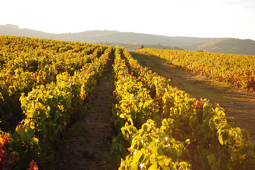 Vinice Fleurie